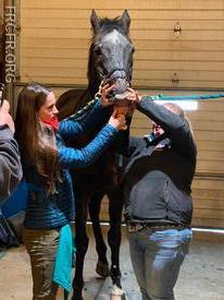 Horse Rescue Training